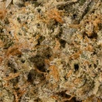 GrapefruitHaze-Hoot-06