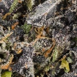 JetFuelGelato-Hoot-06 (1)