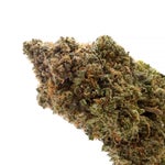 JungleRidge-Galactic-Gas-01