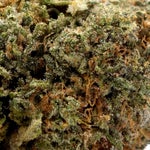 JungleRidge-Galactic-Gas-01