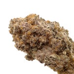 JungleRidge-Guava-01