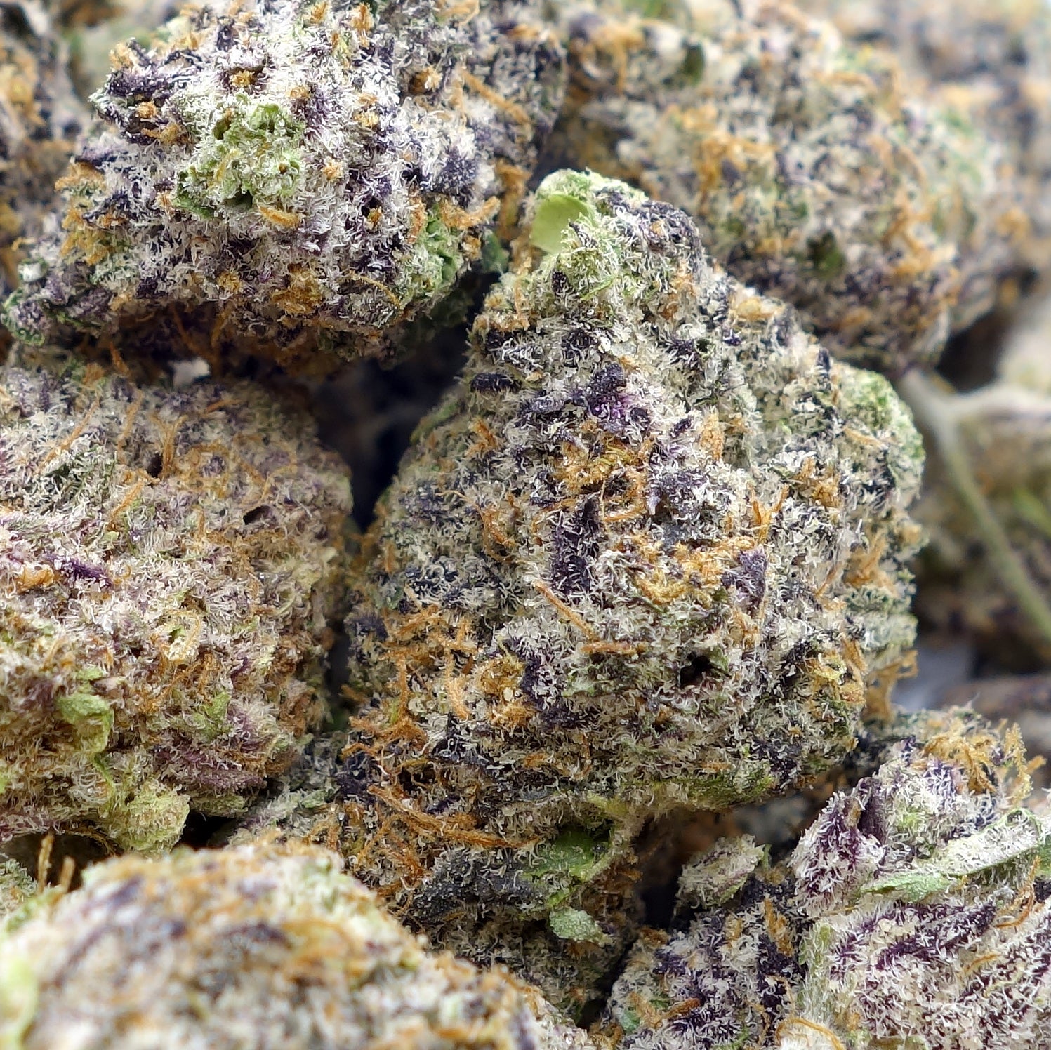 MumsCannabis-Blue-Cotes-02