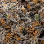 PlatinumGrapes-Hoot-07 (1)