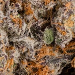 PlatinumGrapes-Hoot-07 (1)