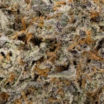 PurplePineapple-Hoot-05