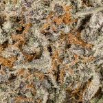 PurplePineapple-Hoot-07