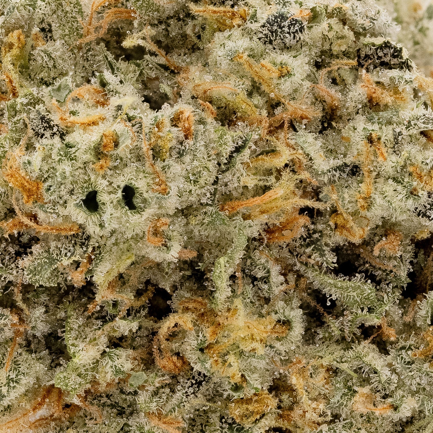 StrawberryGuava-Albatross-05