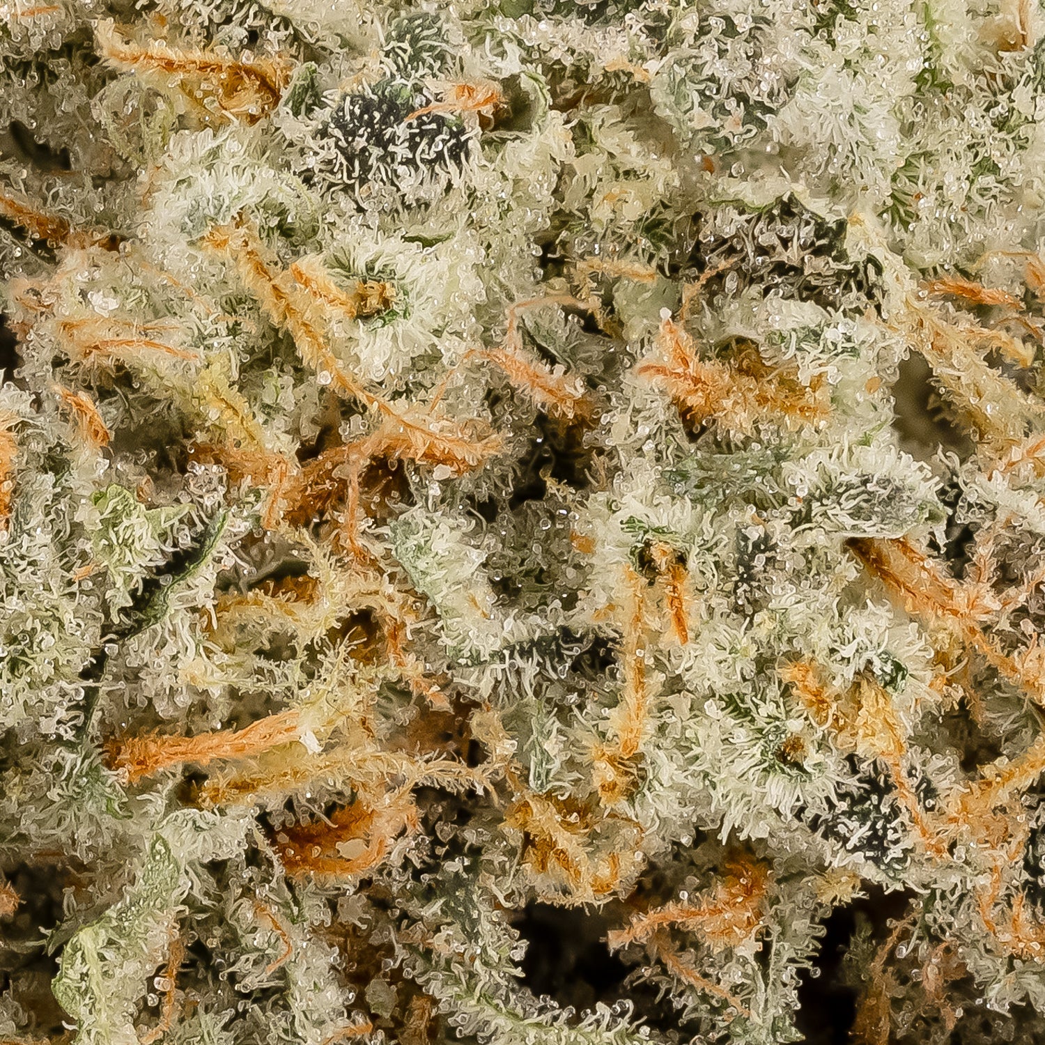 StrawberryGuava-Albatross-06