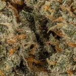 SuperLemonHaze-07