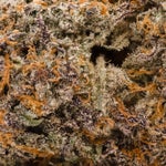 SweetGasGelato-Hoot-07