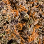 SweetGasGelato-Hoot-07