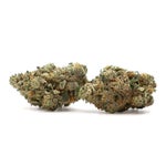 Albatross-Gucci-Pink-01