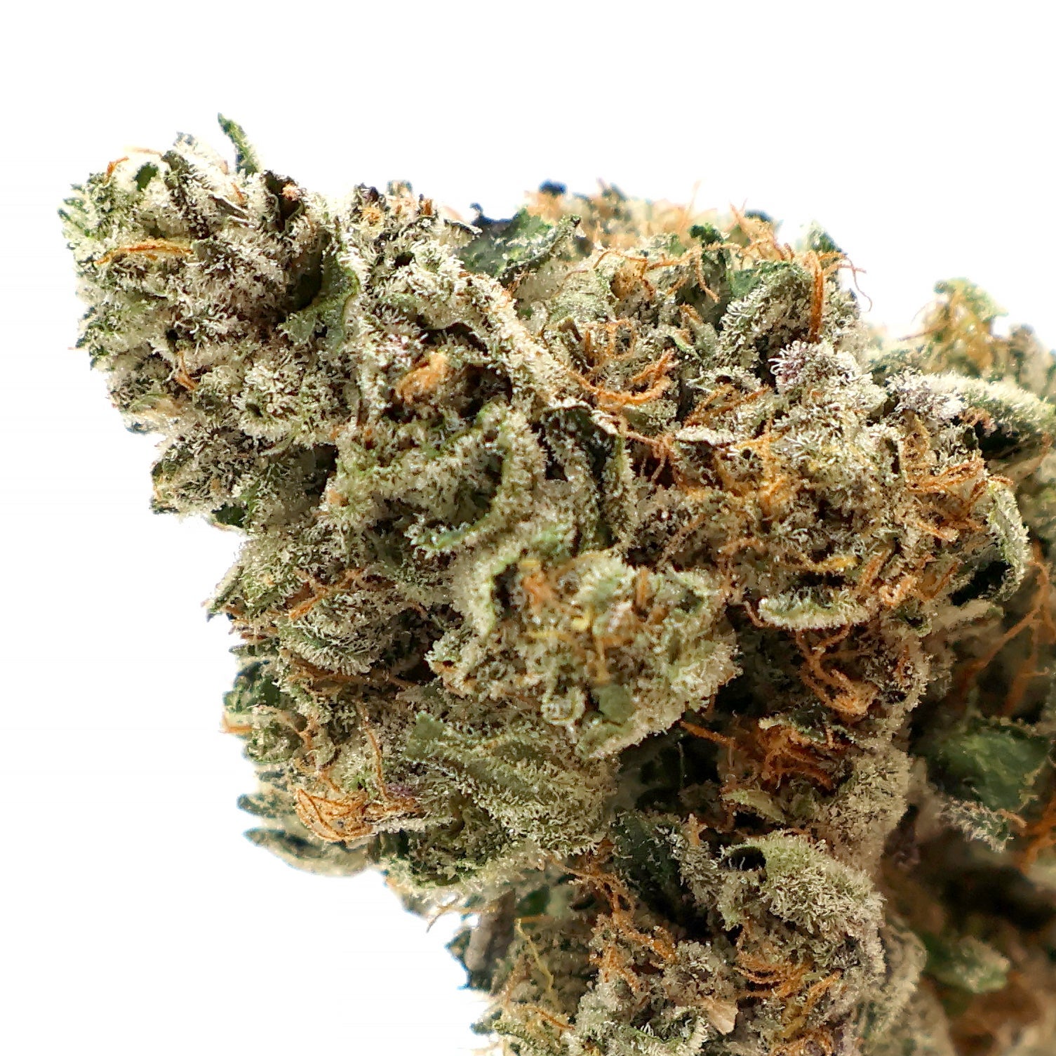 Albatross-Gucci-Pink-04