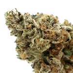 Albatross-Gucci-Pink-01