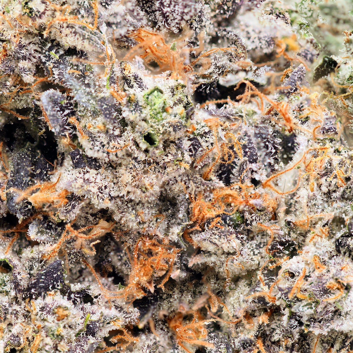 Albatross-Gucci-Pink-05