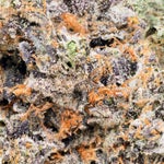 Albatross-Gucci-Pink-01