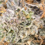 Albatross-Gucci-Pink-01