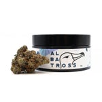 Albatross-Gucci-Pink-01