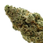 Albatross-Legend-OG-01