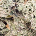 Albatross-Legend-OG-01