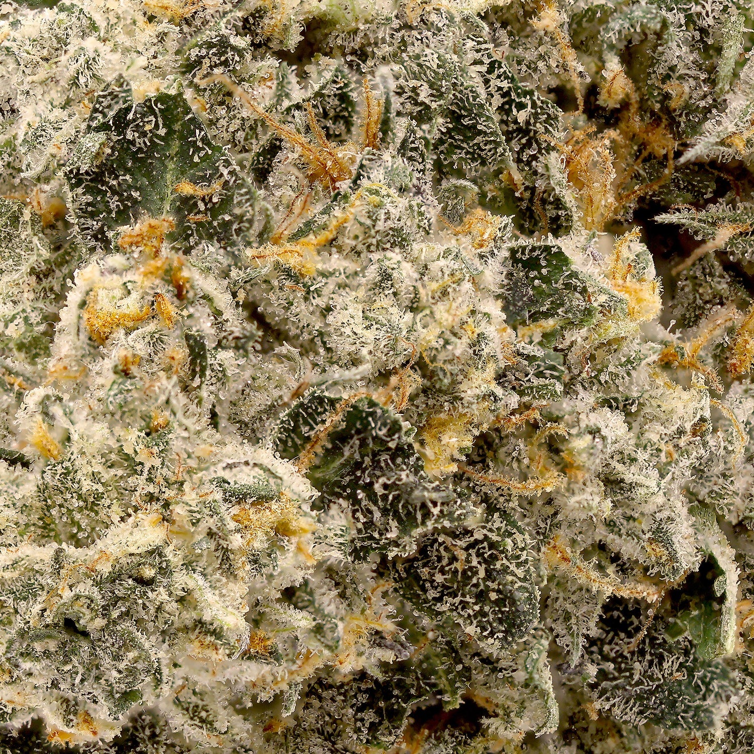 Albatross-Permanent-Marker-05