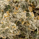 Albatross-Permanent-Marker-01