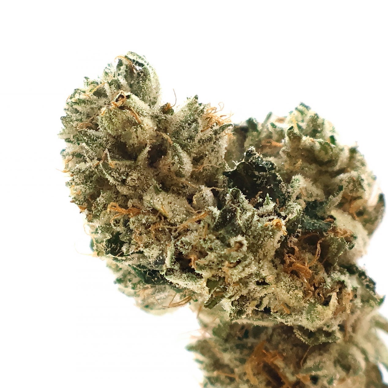 Albatross-Purple-Cali-OG-4