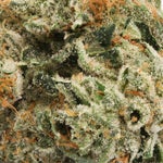 Albatross-Purple-Cali-OG-1