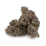 CherryTsunami-Hoot-07