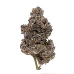 CherryTsunami-Hoot-07