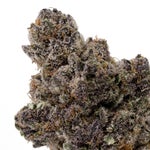 CherryTsunami-Hoot-07