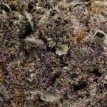 CherryTsunami-Hoot-07