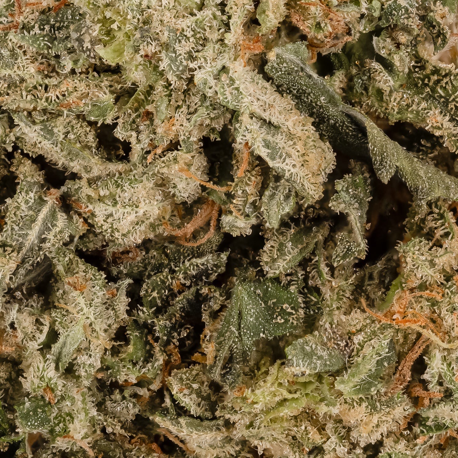 Diablo-LuckyFarms-06