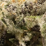 Frozen Grapes (3 of 6)