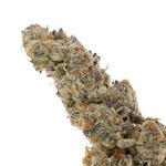 Gummiez-Albatross-03