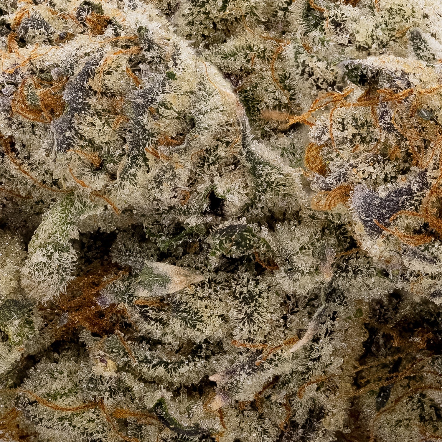 Gummiez-Albatross-05
