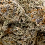 Gummiez-Albatross-03