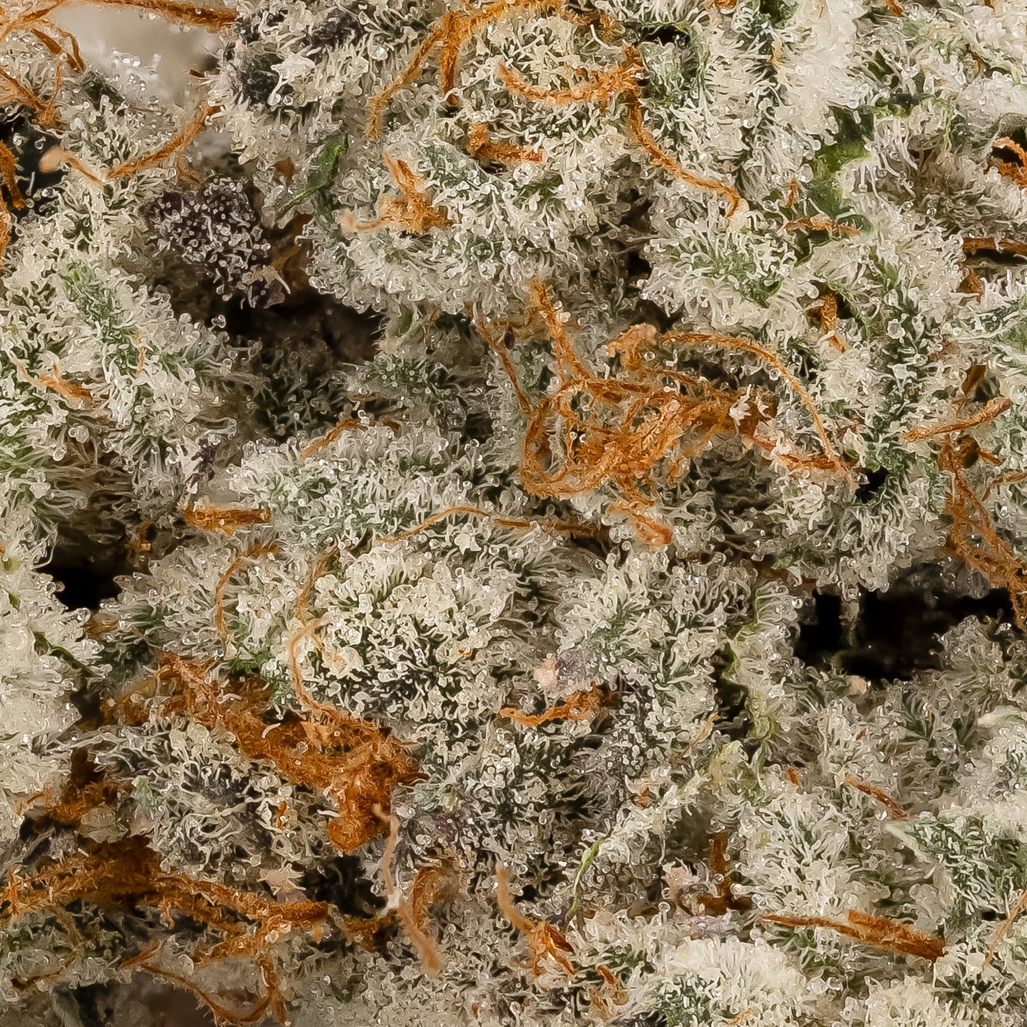 Gummiez-Albatross-06