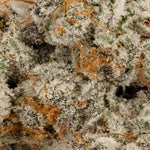 Gummiez-Albatross-03
