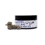 Gummiez-Albatross-03
