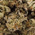 HitmanOG-Albatross-03