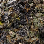 JetFuelGelato-Hoot-07 (1)