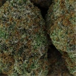 JungleRidge-GirlScoutCookies-01