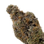 MintChocolateChip-Hoot-07