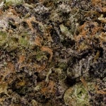 MintChocolateChip-Hoot-07