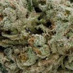 ThinMint-03