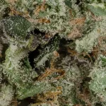 ThinMint-03