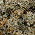 TriplePastry-Albatross-07