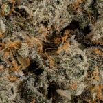 TriplePastry-Albatross-07