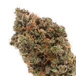 Albatross-Black-Tuna-01